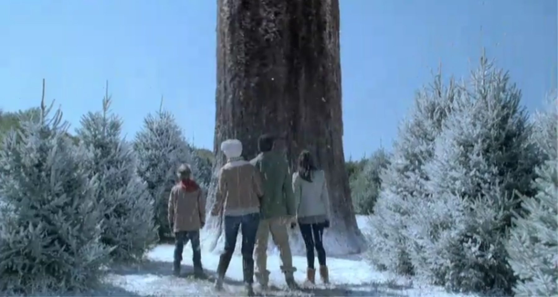 flocking snow on trees